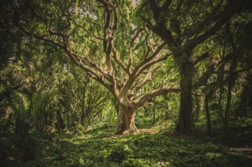 the banyan tree under which narada meditated